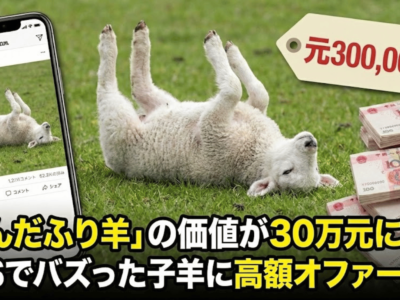 「死んだふり羊」の価値が30万元に急騰｜SNSでバズった子羊に高額オファー殺到
