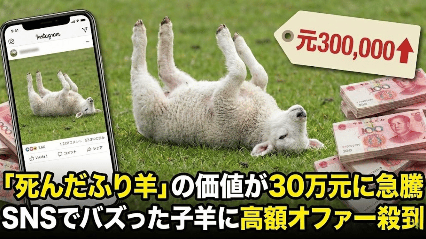 「死んだふり羊」の価値が30万元に急騰｜SNSでバズった子羊に高額オファー殺到